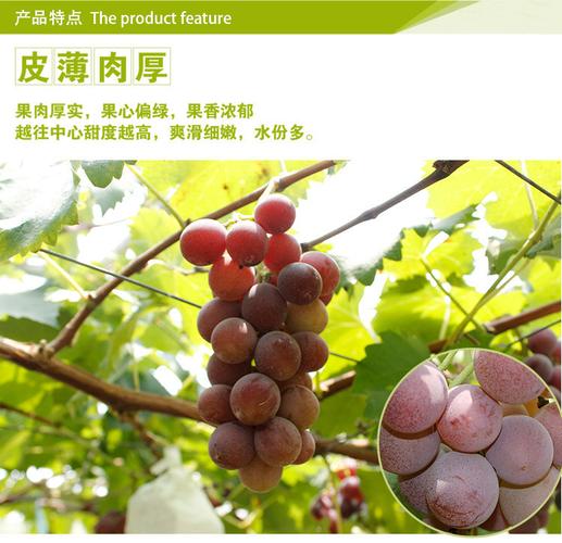 恒发厂家自销售新鲜水果克伦生葡萄新鲜葡萄品种齐全