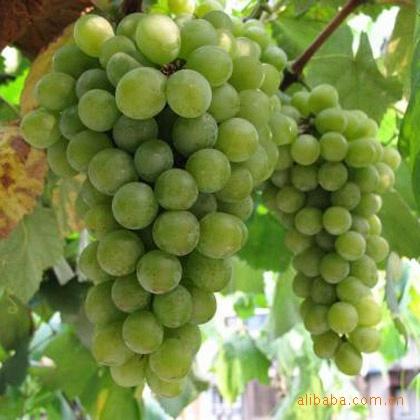 初加工材料 农产品 种子种苗 水果种子种苗 山东厂家专业销售各种葡萄
