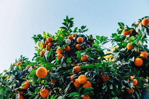 湖北宜昌6家公司签署8200万美元柑橘出口合同